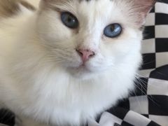 -怪兽屋·羊驼·猫咖·狗咖(俊华广场店)