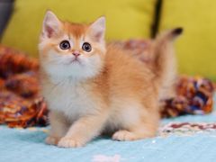 -Bastet sally猫舍购宠(静安店)