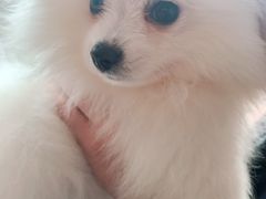 -翊宠yipet猫狗购宠庄园犬舍•猫舍