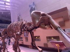 -陕西自然博物馆