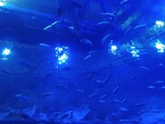 -成都浩海立方海洋公园