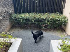 -上海崇明金茂凯悦酒店