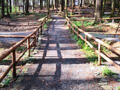 -重庆睡佛山森林公园