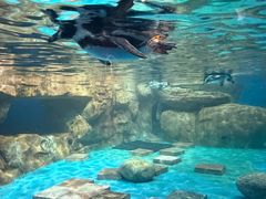 -海合安武汉极地海洋公园