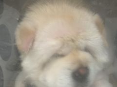 -嘉馨宠物医院·CT影像转诊·心脏科·犬猫全科诊疗中心(下沙大学城院区)