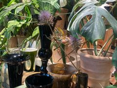 -自由生长植物工作室(深港花卉中心店)