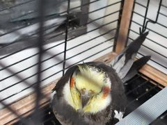 -瑞派·关忠动物医院·异宠专科·犬猫肿瘤·皮肤专科(望京店)