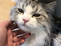 -猫腻·猫咖·撸猫馆(星光大道店)