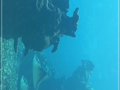 -海棠湾洲际-涛·海底餐厅·美人鱼·自助餐·海底隧道