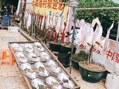 -大湾区中央湿地公园-十九涌