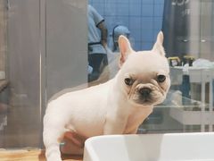 -狗道宠物(常熟印象城店)
