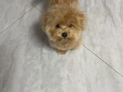 -瑞派动物医院·猫专科·至诚(江南中分院)