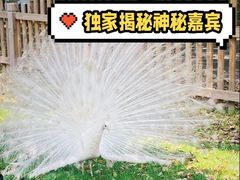 -上海野生动物园