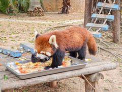 -灵玲国际马戏城