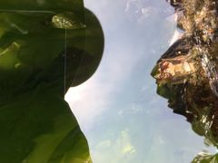 -盐洲岛
