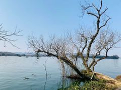 -浙江西子宾馆·瑶园咖啡厅