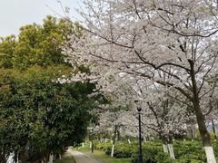 -羊山湖公园