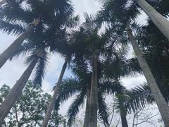 -深圳仙湖植物园