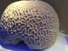 -杏花樓(大世界店)