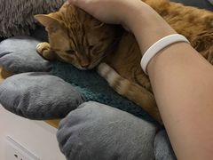 -李小姐の猫咖啡馆(五角场店)