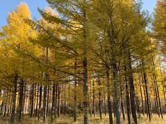 -塞罕坝国家级自然保护区