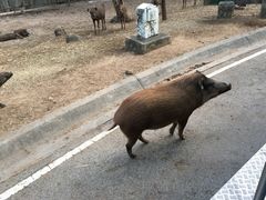 -清迈夜间动物园