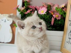 -小猫来了·猫舍(红山六九七九店)