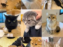 -有喵·猫咖·狗咖·30几只猫10只小狗(岗厦店)