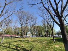 -莲花池公园