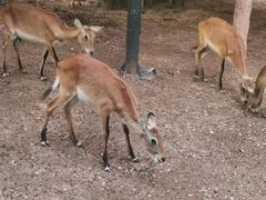 -清迈夜间动物园