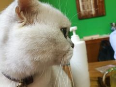 -李小姐の猫咖啡馆(五角场店)