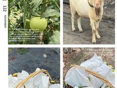 -马陆小张葡萄园农家乐