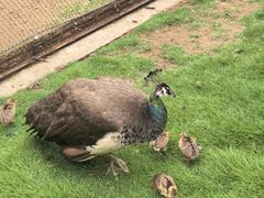 -西霞口神雕山野生动物世界