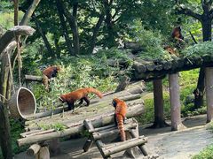 -都江堰中华大熊猫苑