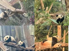 -成都大熊猫繁育研究基地