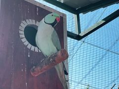 -吉隆坡雀鸟公园