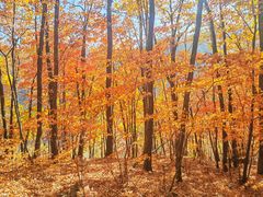 -五女峰国家森林公园