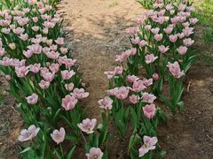-石家庄市植物园