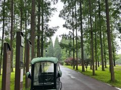 -黄海国家森林公园