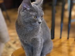 英国短毛猫-共舞时光猫咖·狗咖(新街口店)