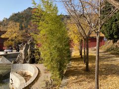-遵化市禅林寺古银杏风景园