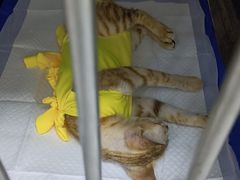 -中农国际动物医院24小时·猫科·骨科·急重症中心