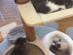 -滚猫咖啡·猫咖·猫友好撸猫(未来城店)