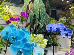 -朝来春花卉市场