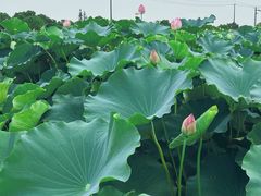 -嘉北郊野公园