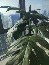 -HEYAN荷妍专业脱毛连锁机构