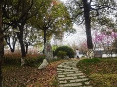-高东镇樱花园