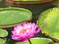 -国家植物园南园