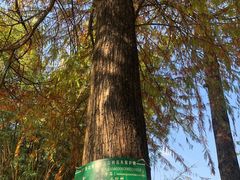 -中山纪念堂