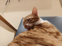 -滚猫咖啡·猫咖·猫友好撸猫(未来城店)